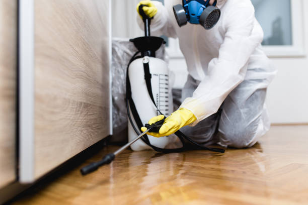 Best Wasp Removal Services  in Cornville, AZ