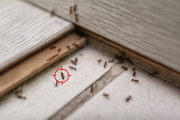 Best Best Pest Control Companies  in Cornville, AZ